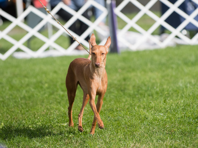 Cirneco dell’Etna – charakterystyka i opis rasy 1 Sznaucer 28