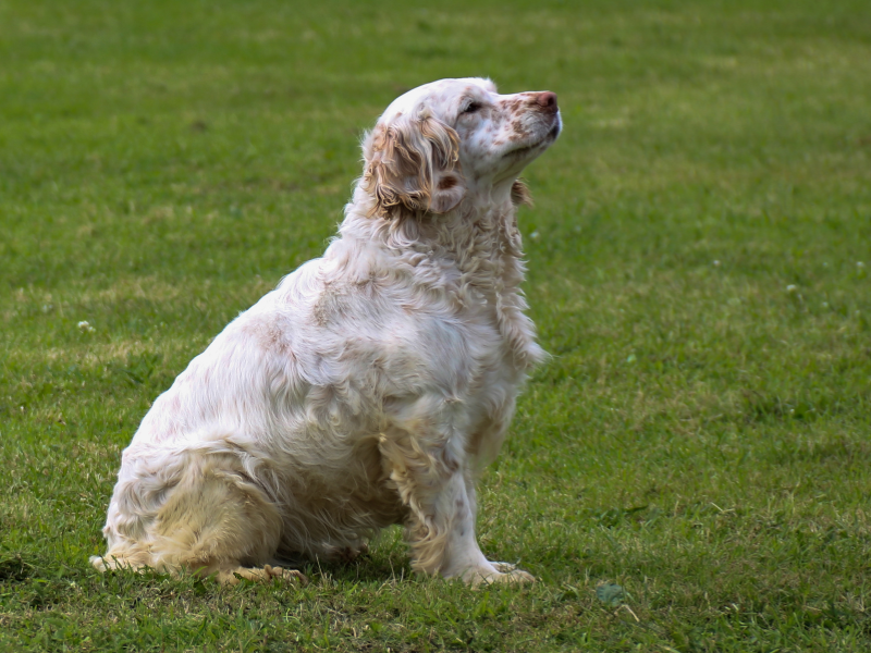 Clumber Spaniel – charakterystyka i opis rasy 1 Sznaucer 30