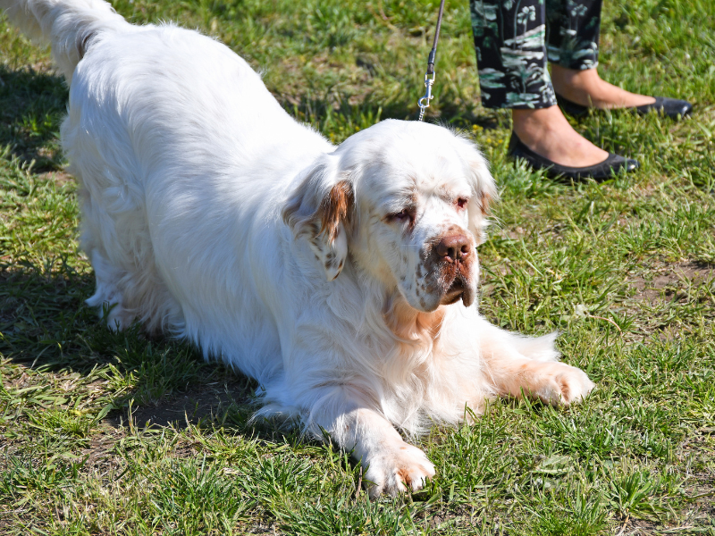 Clumber Spaniel – charakterystyka i opis rasy 2 Sznaucer 31