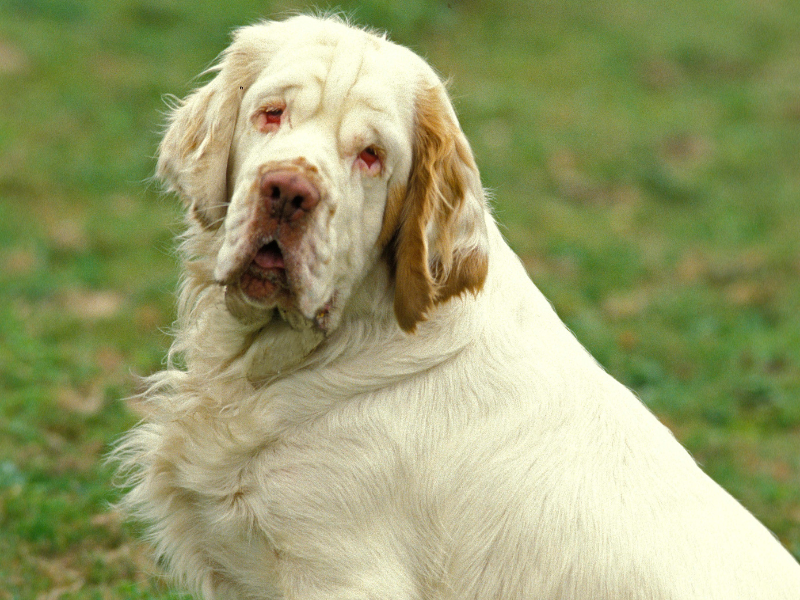 Clumber Spaniel – charakterystyka i opis rasy 3 Sznaucer 32