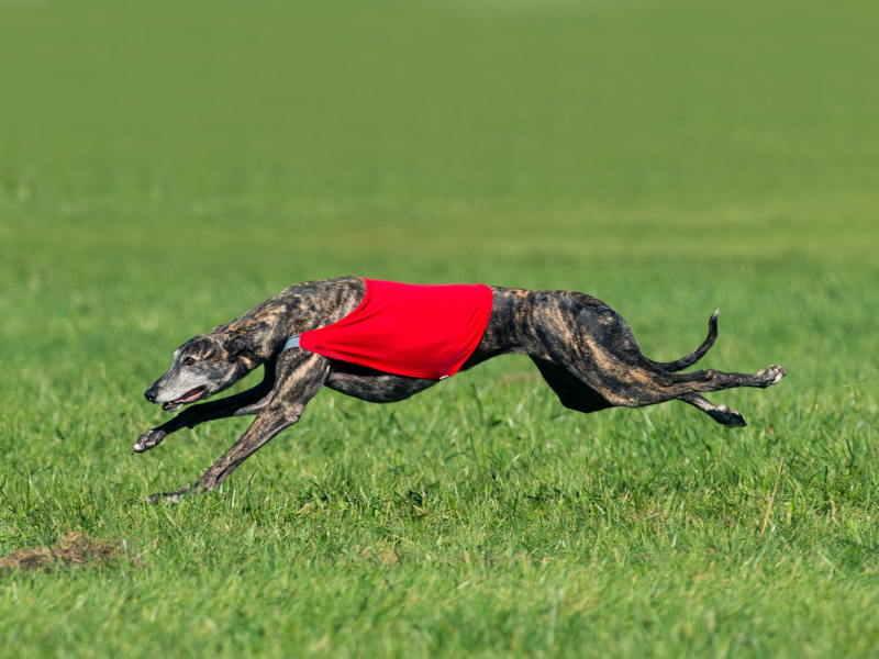 Coursing – naturalna pasja pogoni zamieniona w sport 1 Sznaucer 37