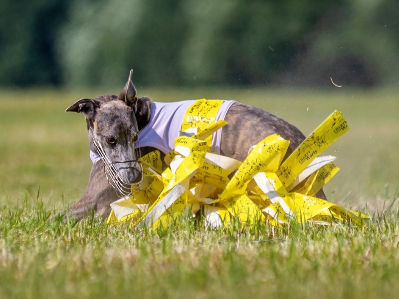 Coursing – naturalna pasja pogoni zamieniona w sport 2 Sznaucer 38