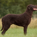 Curly Coated Retriever – charakterystyka i opis rasy