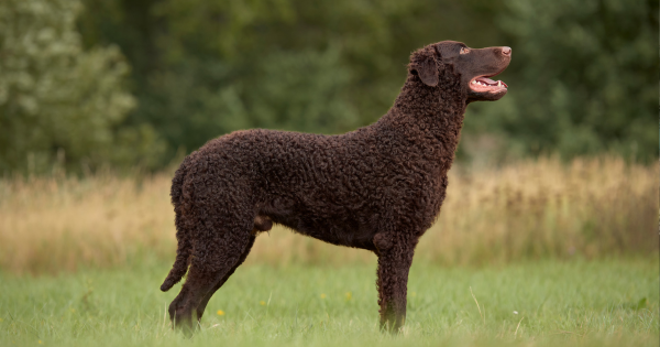 Curly Coated Retriever