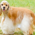Cocker spaniel amerykański – charakterystyka i opis rasy