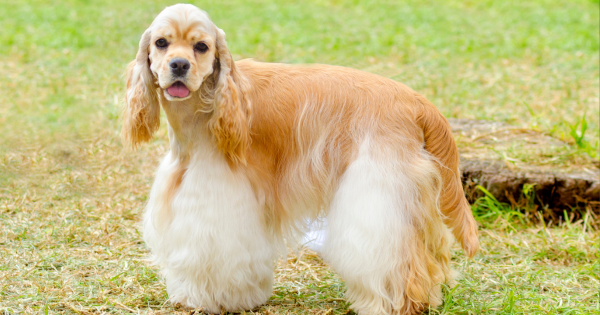 Cocker spaniel amerykański – charakterystyka i opis rasy