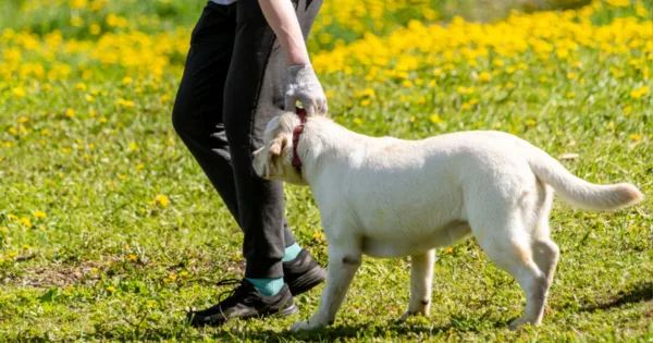 Dlaczego pies nie chce iść na spacer?