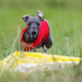 Coursing – naturalna pasja pogoni zamieniona w sport