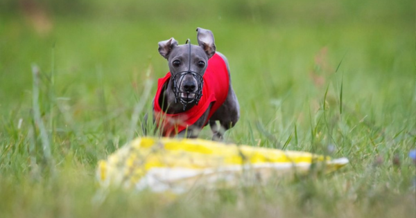 Coursing