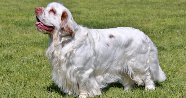 Clumber Spaniel