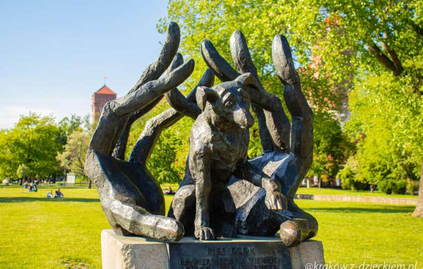 Pies Dżok kraków