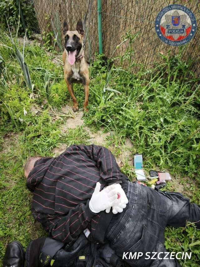 pies trafik szczecin