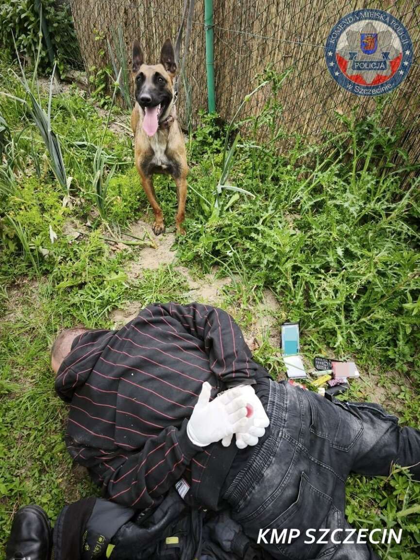 pies trafik szczecin