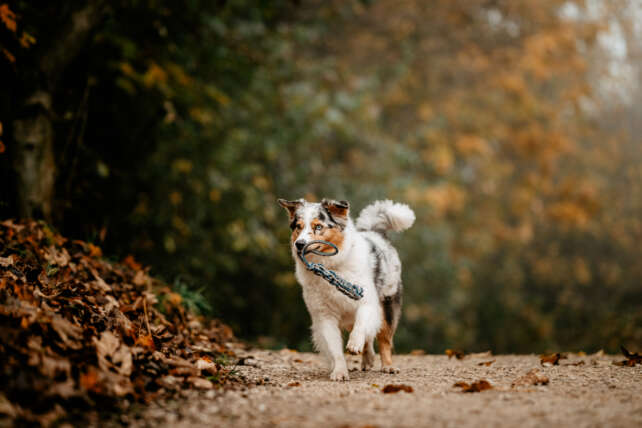 Jak dopasować karmę dla psa do jego wieku i aktywności?