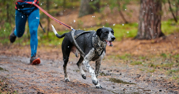 Dogtrekking