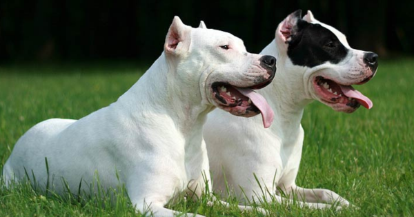 Dog argentyński