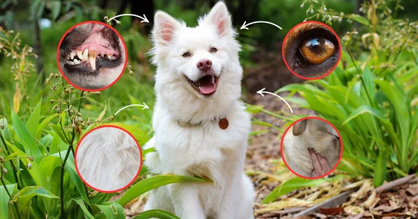 Jak sprawdzić czy Twój pies jest zdrowy?