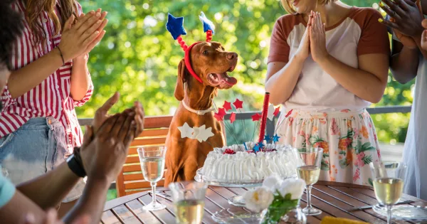 urodziny Twojego psa