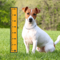 Jak duży rośnie Jack Russell Terrier?