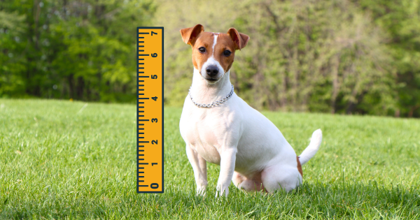 Jack Russell Terrier