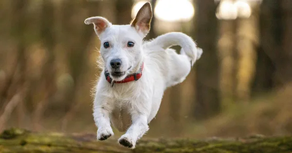 Ile ruchu potrzebuje Twój pies?