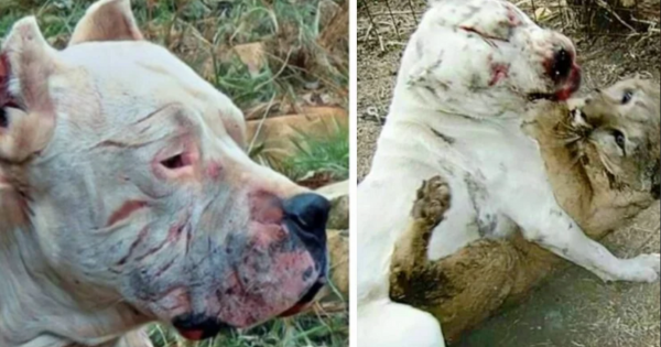dog argentyński ratuje dziewczynki