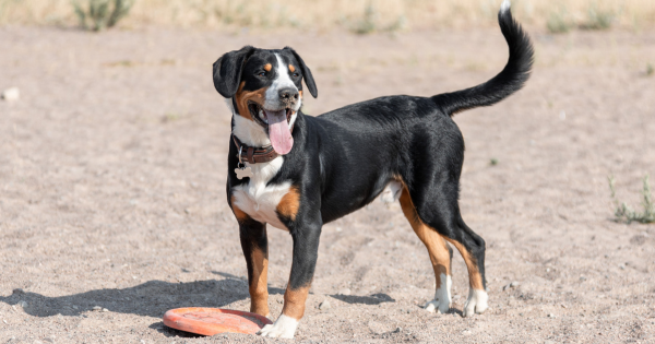 Entlebucher