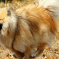 Eurasier – charakterystyka i opis rasy