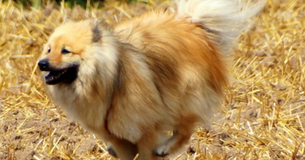 Eurasier