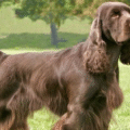 Field spaniel – charakterystyka i opis rasy