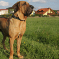 Fila Brasileiro – charakterystyka i opis rasy