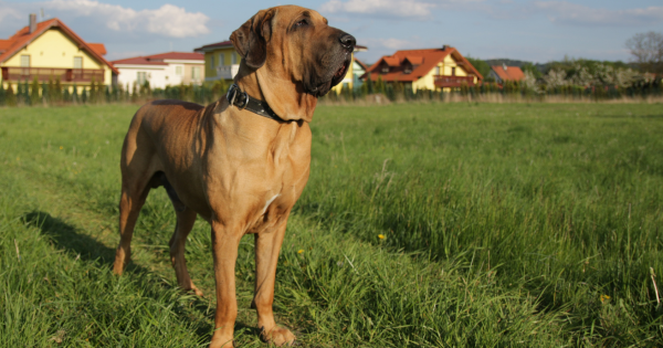 Fila Brasileiro