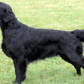 Flat Coated Retriever – charakterystyka i opis rasy