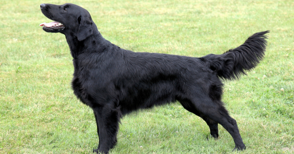 Flat Coated Retriever