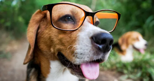 Najbardziej inteligentne rasy psów