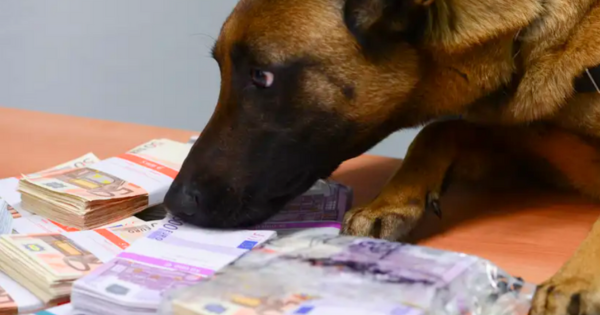 Policyjne psy odkryły ponad pół miliona euro!