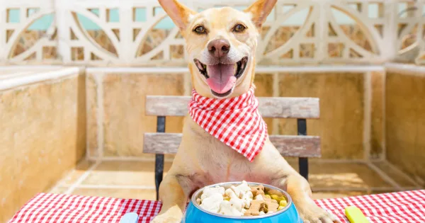 Jak przestawić psa na nową karmę?