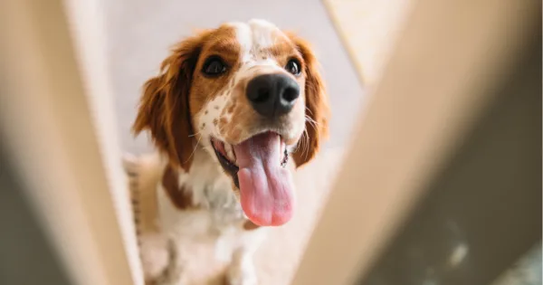 Skąd pies wie o której wracasz do domu?