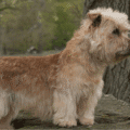Irish Glen of Imaal Terrier – charakterystyka i opis rasy