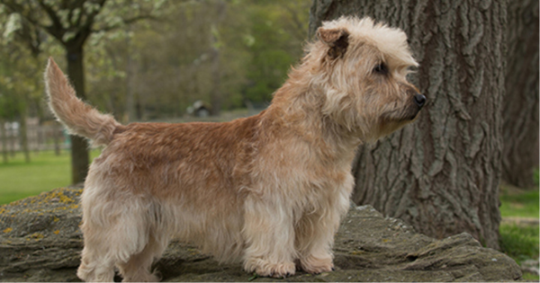 Irish Glen of Imaal Terrier