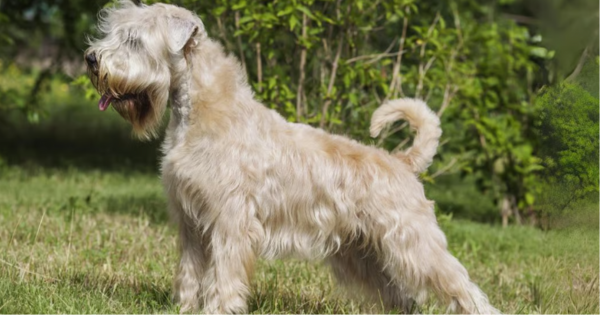 Irish Soft Coated Wheaten Terrier