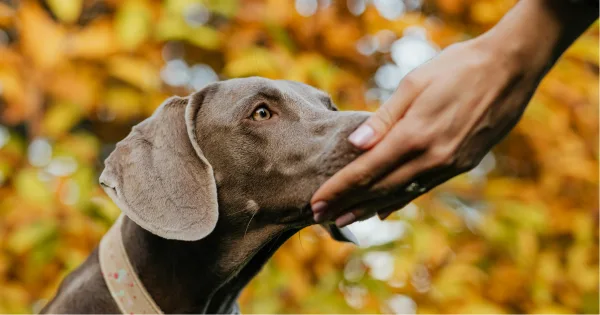 Czy psy potrafią wykryć chorobę Parkinsona?