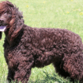 Irlandzki Spaniel Dowodny – charakterystyka i opis rasy