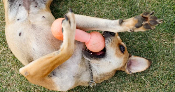 Rasy psów dla ekstrawertyków