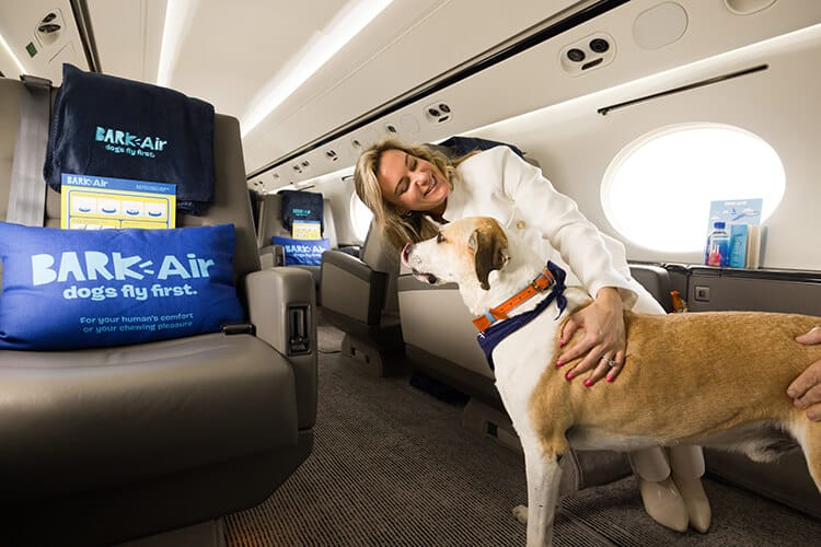bark air psie linie lotnicze