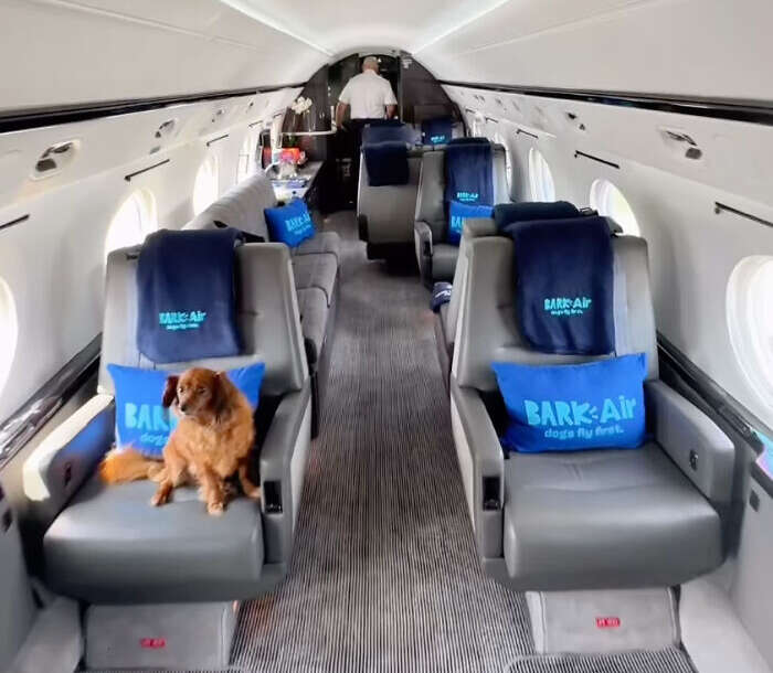 linie lotnicze dla psów