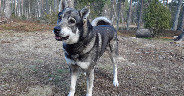 Jämthund