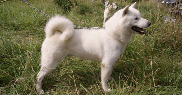 Kishu