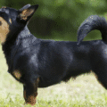 Lancashire heeler – charakterystyka i opis rasy