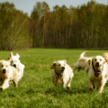 5 najczęstszych mitów o golden retrieverach